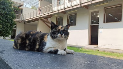 National School of Dance Nellie y Gloria Campobello